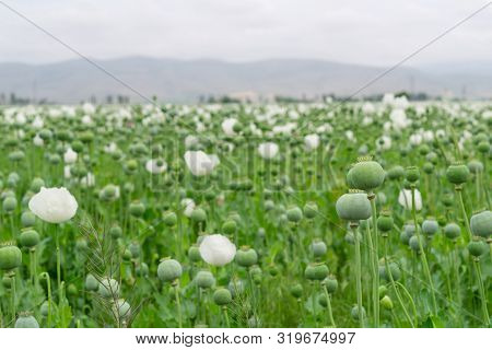 Opium Poppy.papaver Somniferum L,  Papaveraceae,jatropha Multifida L,euphorbiaceae