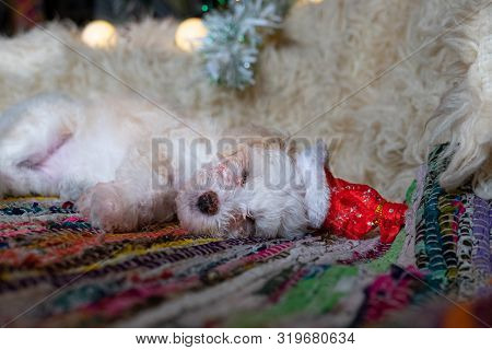 Chinese Crested Powderpuff Dog Sleeps With Chrismas Hat.
