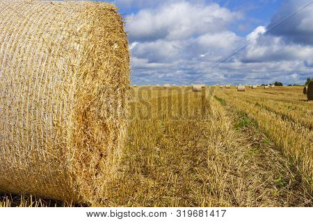 Wheatfield And Haystacks Of Wheat Of Yellow Color During Harvest.
