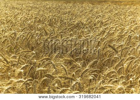 Wheatfield Of Yellow Gold Color In Sunny Day.