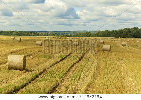 Wheatfield And Haystacks Of Wheat Of Yellow Color During Harvest.