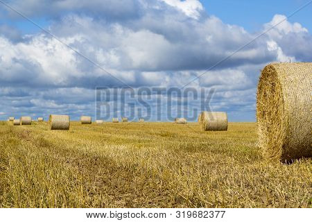Wheatfield And Haystacks Of Wheat Of Yellow Color During Harvest.