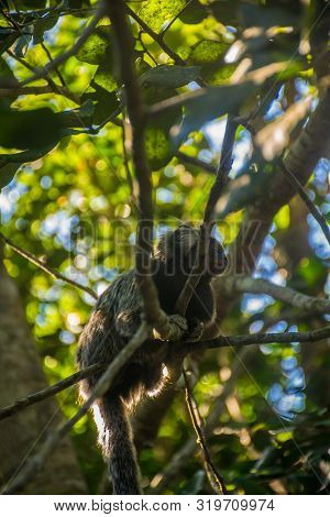 Upwards Perspective Of A Small And Adorable Callithrix Jacchus, The Common Marmoset Standing Under T