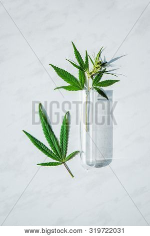 Cannabis Leaf And Bush In Vitro. Cannabis Cultivation Concept For Oil, Medical Purposes.