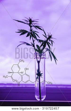 Cannabis Leaf And Bush In Vitro. The Concept Of Home Grown Hemp For Oil, Medical Purposes. Medical L