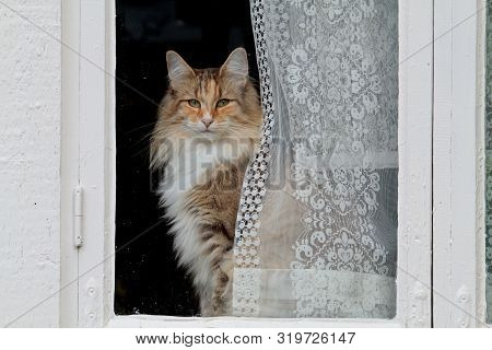 A Beautiful Norwegian Forest Cat Female Looking Out Of A Window From Behind Lace Curtains