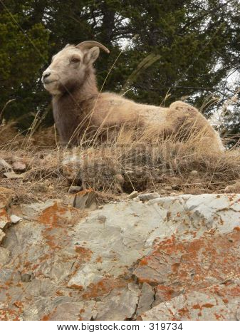 Owiec Bighorn odpoczynku