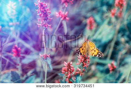 Nice Orange Butterfly With Open Wings Sit On Flower. Toned Color Photo