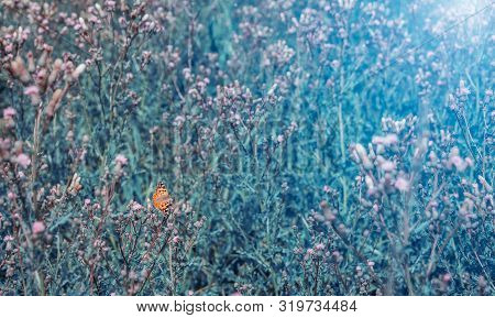 Nice Orange Butterfly With Open Wings Sit On Flower. Colored Photo