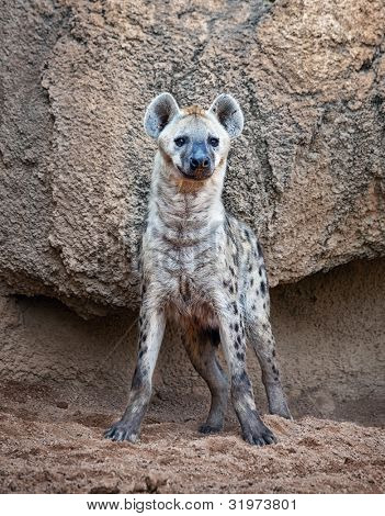 Hyena skvrnitá, ostražitě sleduje kamera