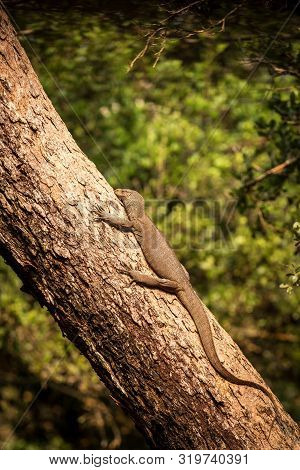 Bengal Monitor Lizard (varanus Bengalensis). Reptile Varan Resting On Big Tree In Jungle Of Sri Lank