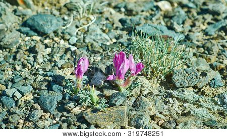 Oxytropis Anertii,  Genus Of Plants In The Legume Family,mongolia