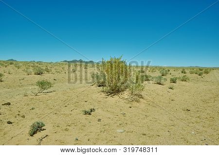 Ammodendron, A Genus Of Flowering Plants, Mongolia