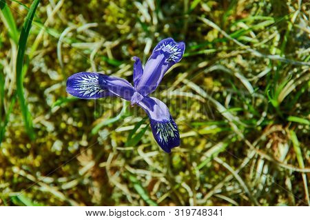 Iris Graminea Flowers In Mongolia, Asia Close Up