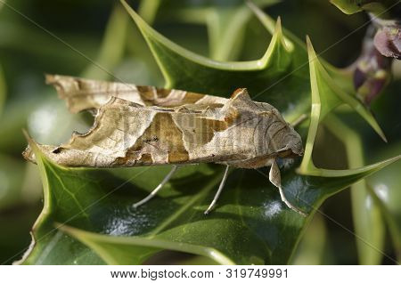 Angle Shades - Phlogophora Meticulosa 
Moth Resting On Holly Leaf