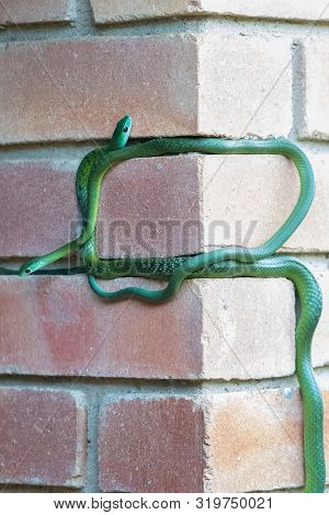 Two Mating Western Natal Green Snakes Climbing A Brick Wall.