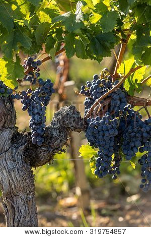 Red Wine Grapes Ready To Harvest And Wine Production. Medoc, France