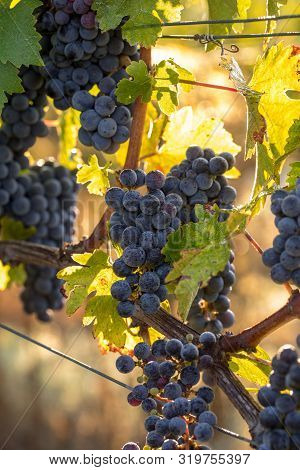 Close Up Of Red Merlot Grapes In Vineyard. Medoc, Gironde, Aquitaine. France