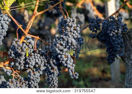 Close Up Of Red Merlot Grapes In Vineyard. Medoc, Gironde, Aquitaine. France