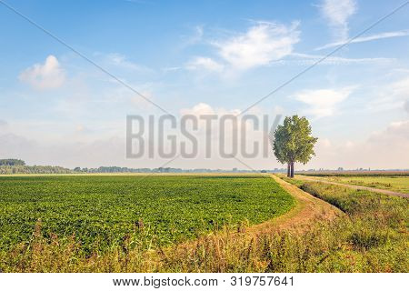 Picturesque Agricultural Landscape On A Sunny Day At The End Of The Dutch Summer Season. Sugar Beets