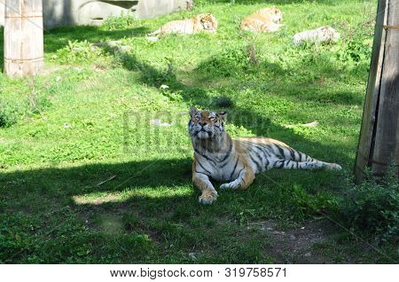Tiger Leon Skogen Jungle Tree  Travel Nature