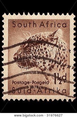 Sud Africa affrancatura Stampleopard 1954