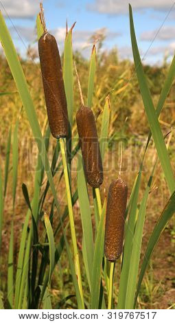 Reedmace, Cat - Tail, Bulrush, Swamp Sausage, Punks, Typha Angustifolia