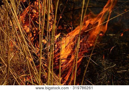 Coastal Zone Of Marsh Creek, Strong Smoke From Fire Of Liana Overgrowth. Spring Fires Of Dry Reeds D