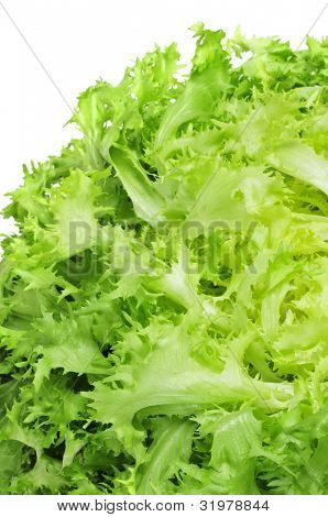 escarole 꽃 상 추의 근접 촬영