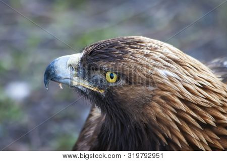 Golden Eagle With Yellow Eyes In Utah