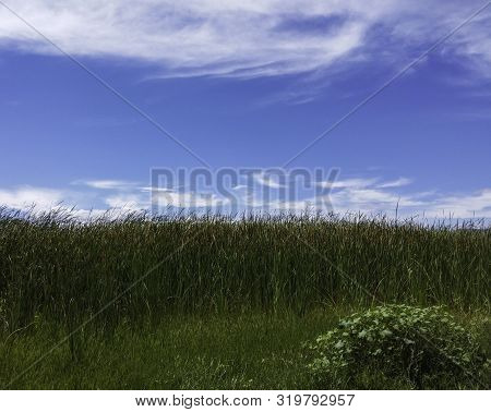 Green Reeds In The Summer With Light Clouds And A Blue Sky Above