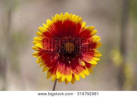 Desert Red And Yellow Indian Blanket Wildflower