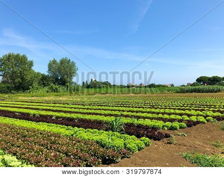 Green Lettuce Leaves On Garden Beds In The Vegetable Field. Gardening Background With Green Salad Pl