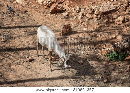 Arabian Oryx. Animal And Wildlife