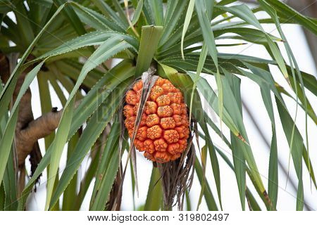 Pinapple tree with young fruit.