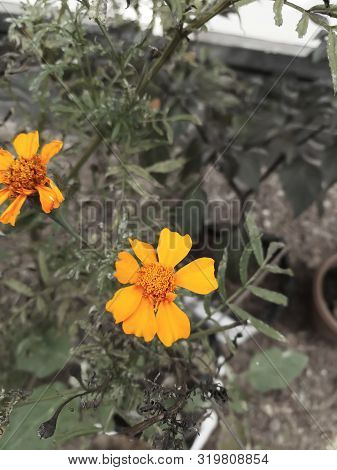 Closeup Image Of Beautiful Yellow Color Jamanthi Flower