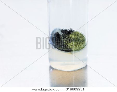 Obtaining Penicillin In The Laboratory. Test Tube Mold On A Metal Background. Obtaining Antibiotics 