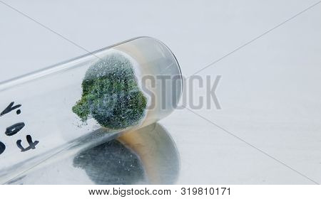 Formation Of Green Mold In A Laboratory Test Tube. Test Tube Mold On A Metal Background. Obtaining A