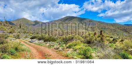 Sonoran Çölü