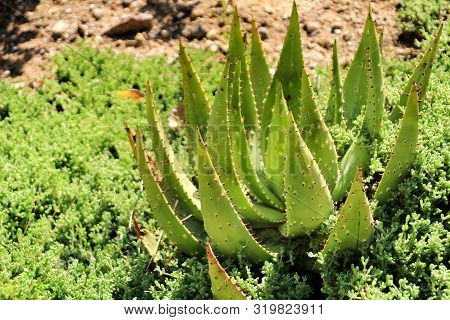 Aloe Ferox Plant Under Blue Sky In The Garden