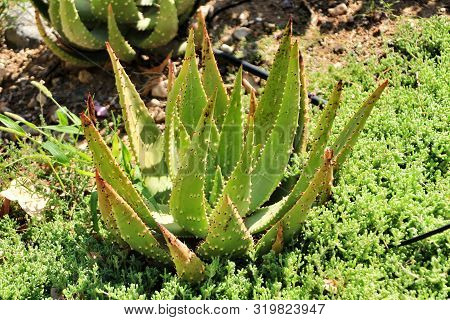 Aloe Ferox Plant Under Blue Sky In The Garden