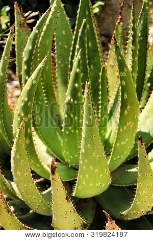 Aloe Ferox Plant Under The Sun In The Garden