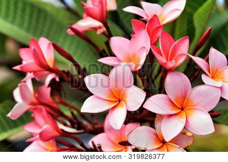 Beautiful Mexican Plumeria Flowers In The Garden Under The Sun