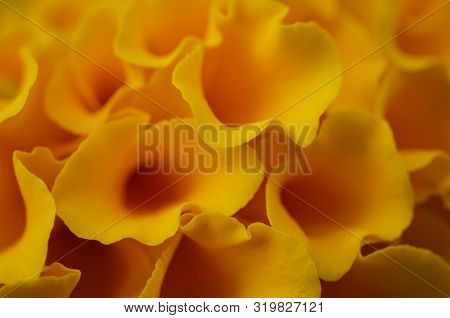 Closeup Of Tunnel-like Petals Of A Yellow Marigold Flower. Background