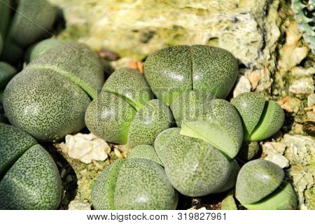 Pleiospilos Nelii Cactus In The Garden. Split Rock