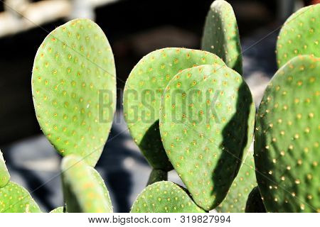 Beautiful Opuntia Dillenii Cactus Plant In The Garden Under The Sun