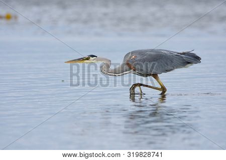 Eyes Fixed On Its Target A Great Blue Heron Stalks Purposefully Across A Tide Pool After A Fish