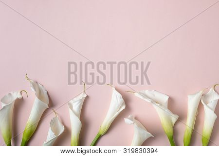 White Calla Lilies On Pink Background With Copy Space, Top View