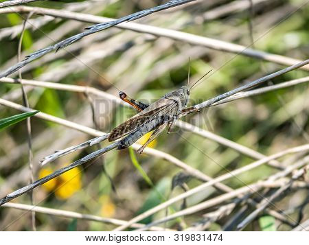A Japanese Migratory Locust, Locusta Migratoria Manilensis, In The Long Grass Along The Tama River I