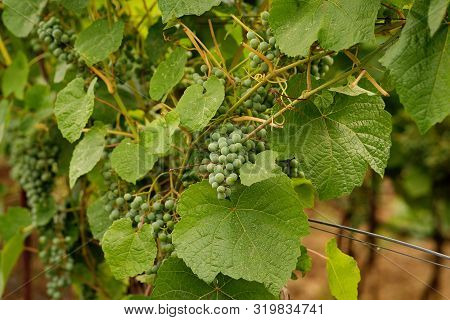 Green Grapes Growing On Grape Vines. Unripe, Young Wine Grapes In Vineyard, Early Summer. Bunch Of G